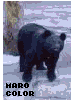 Orelhas de Urso